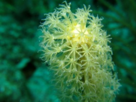 73 Soft Coral IMG 4023